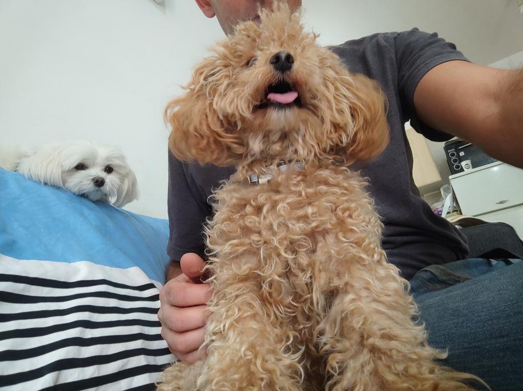 עוזי מזרחי אילוף ופנסיון ביתי עוזי מזרחי אילוף ופנסיון ביתי