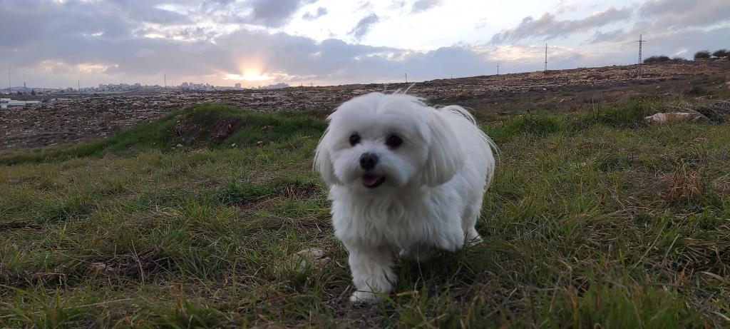 עוזי מזרחי אילוף ופנסיון ביתי עוזי מזרחי אילוף ופנסיון ביתי