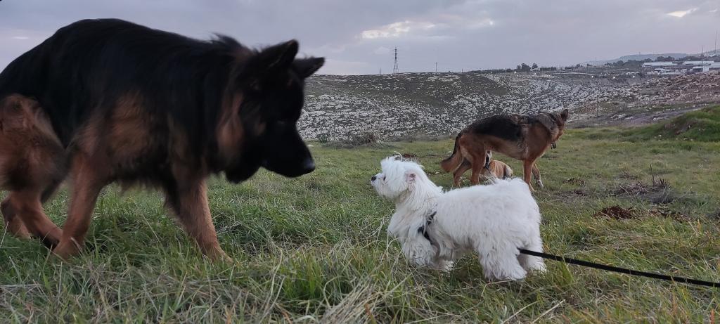 עוזי מזרחי אילוף ופנסיון ביתי עוזי מזרחי אילוף ופנסיון ביתי