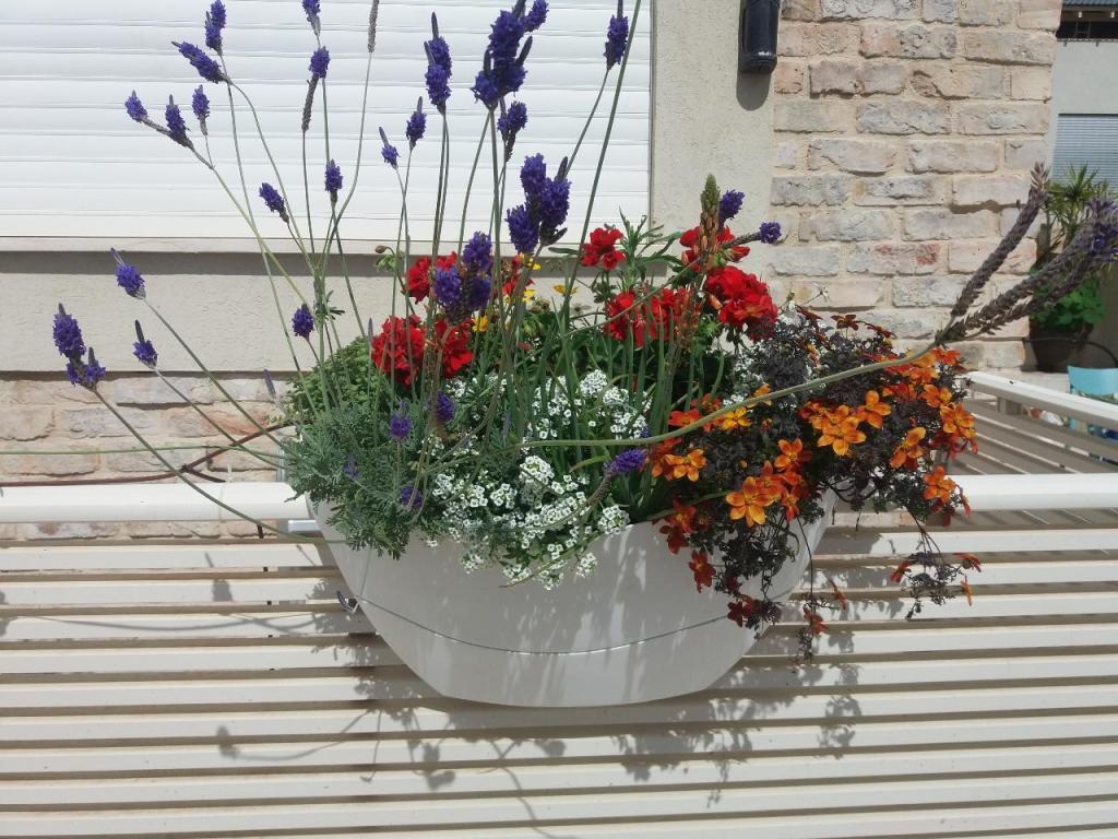 גינה וערוגה גינה וערוגה