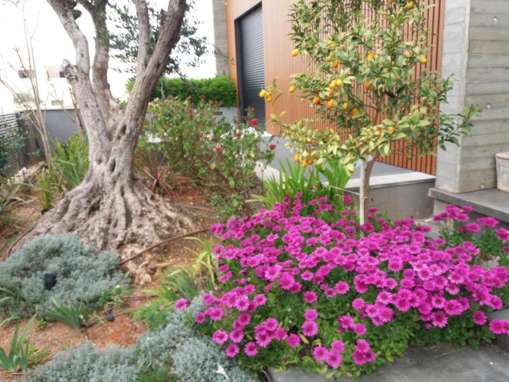 גינה וערוגה גינה וערוגה