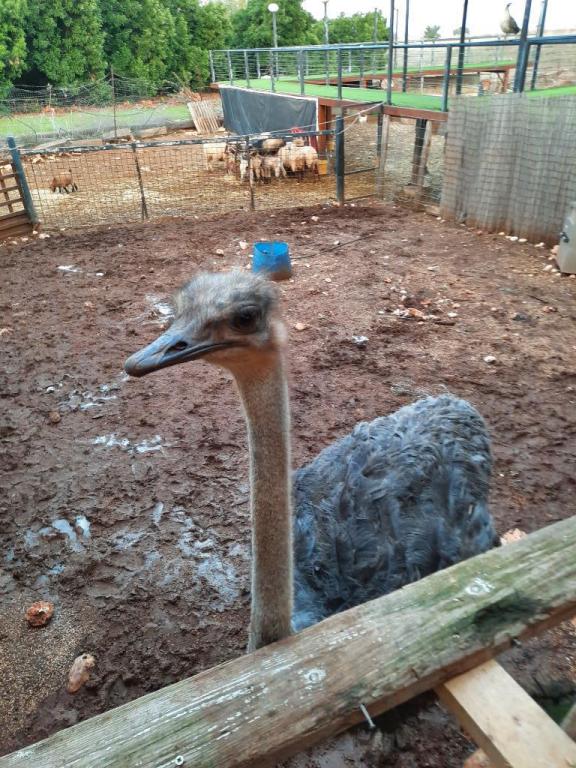 הג'ונגל של ירון הג'ונגל של ירון