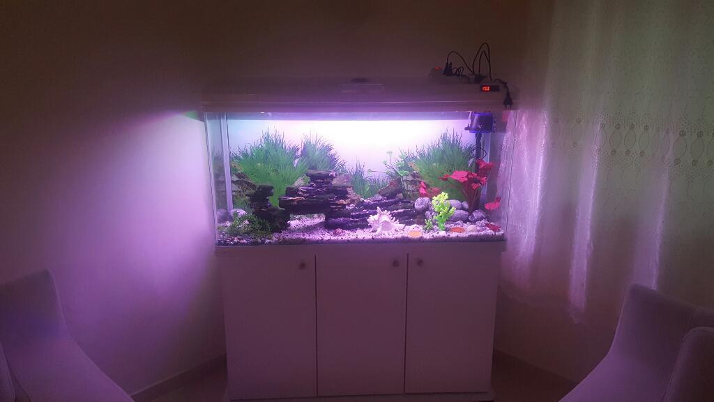 הג'ונגל של ירון הג'ונגל של ירון