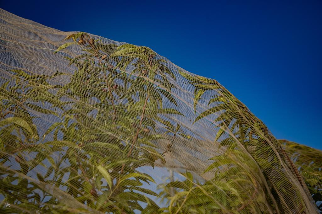 אלון שפיגל צילום אלון שפיגל צילום