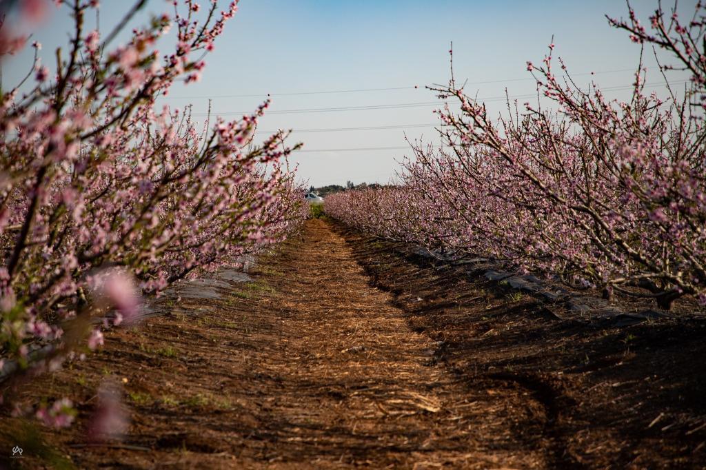 אלון שפיגל צילום אלון שפיגל צילום