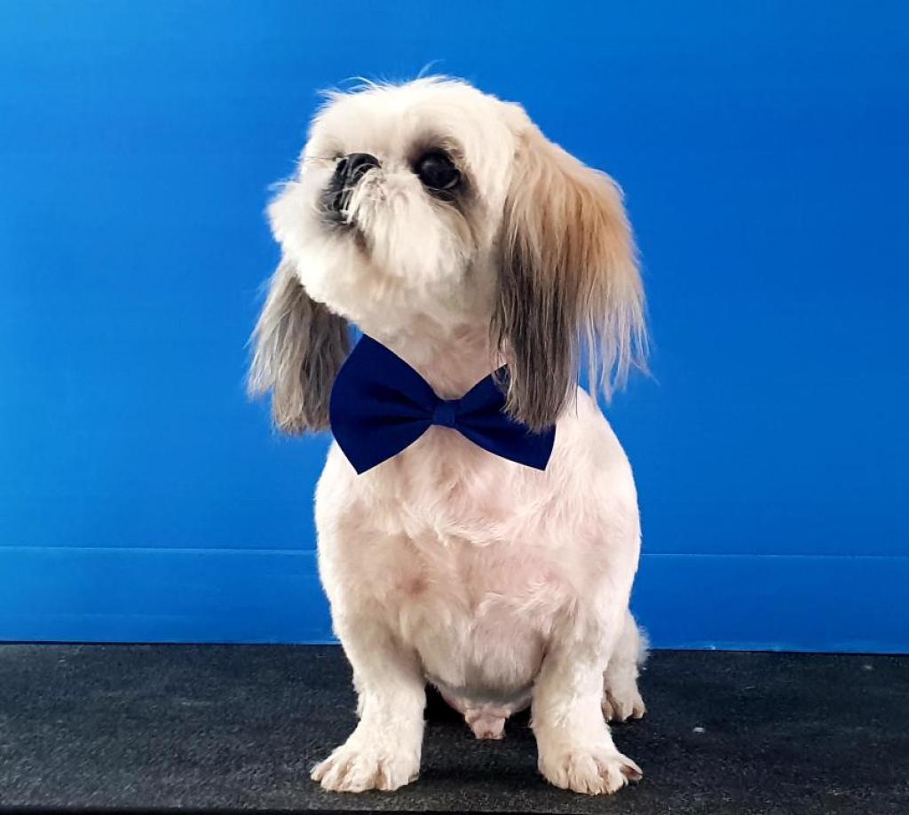 בונו סטייל בונו סטייל