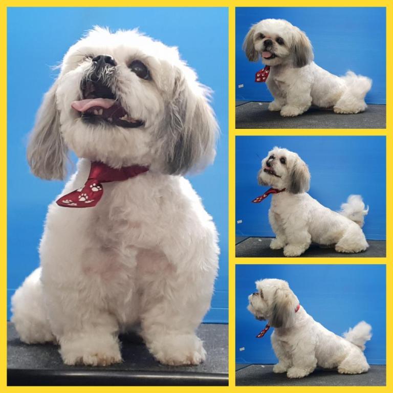 בונו סטייל בונו סטייל