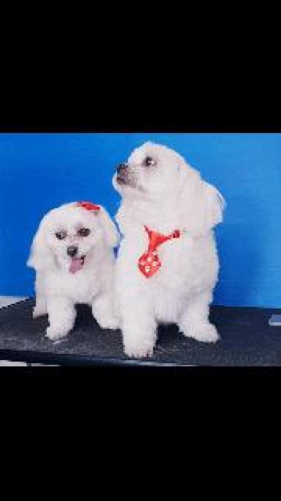 בונו סטייל בונו סטייל