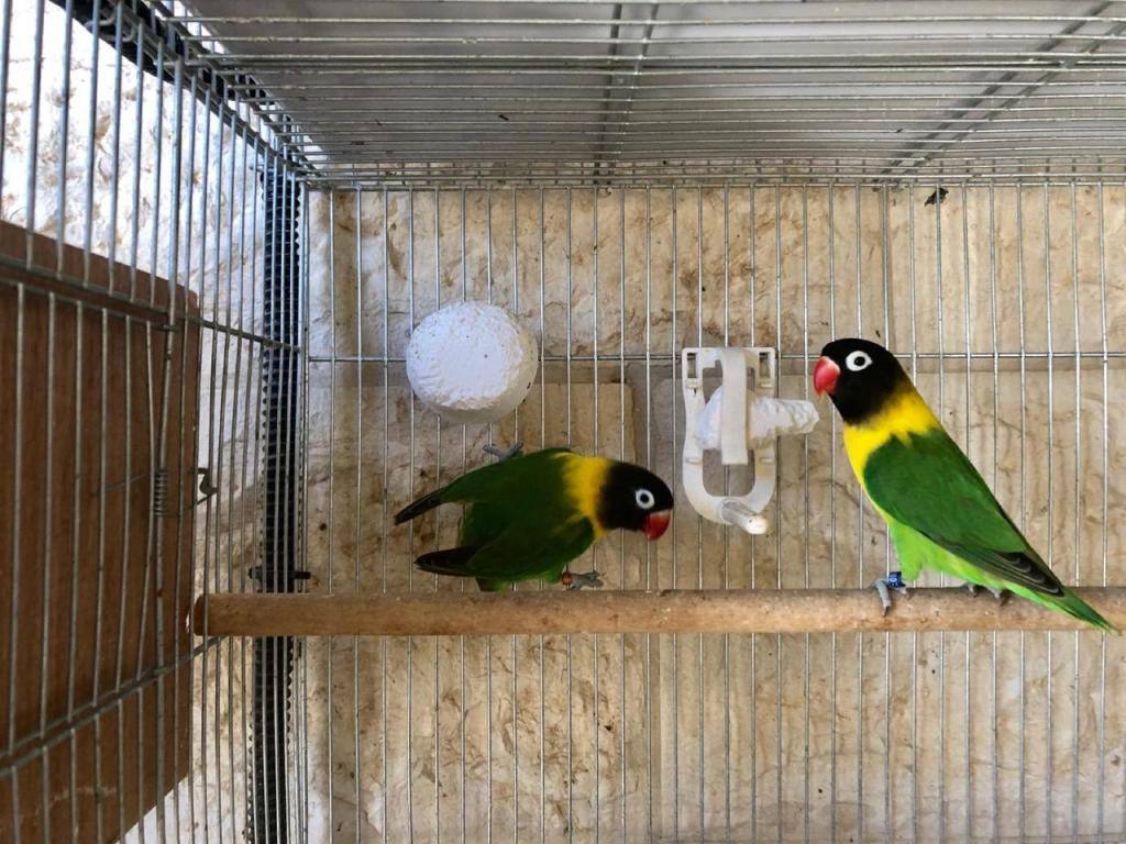 גן חיות גן חיות