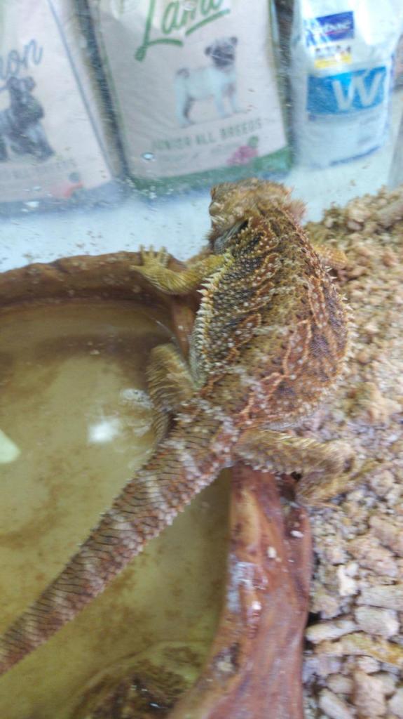 גן חיות גן חיות