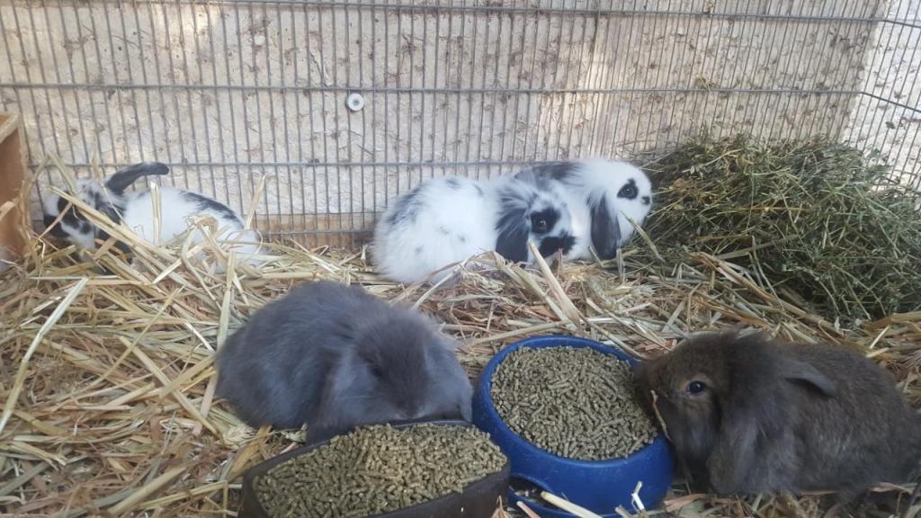 גן חיות גן חיות