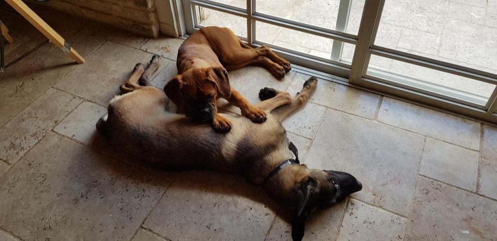 כלאב מד פנסיון כלבים כלאב מד פנסיון כלבים