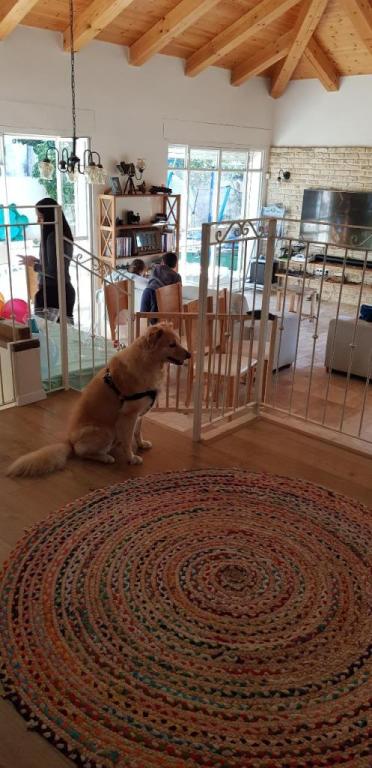 כלאב מד פנסיון כלבים כלאב מד פנסיון כלבים