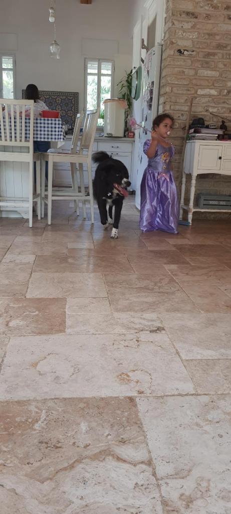 כלאב מד פנסיון כלבים כלאב מד פנסיון כלבים