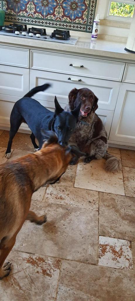 כלאב מד פנסיון כלבים כלאב מד פנסיון כלבים