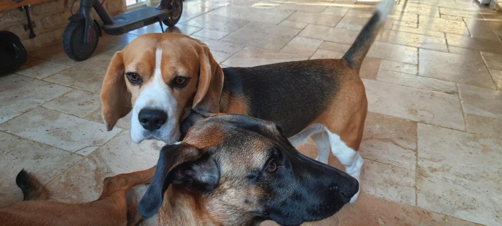 כלאב מד פנסיון כלבים כלאב מד פנסיון כלבים