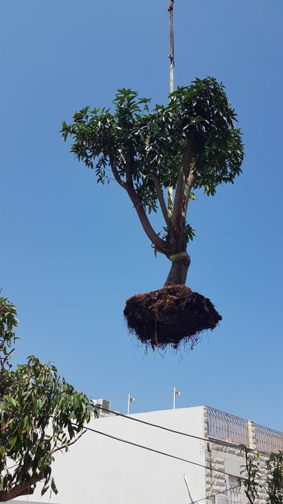 טובי עבודות גינון טובי עבודות גינון