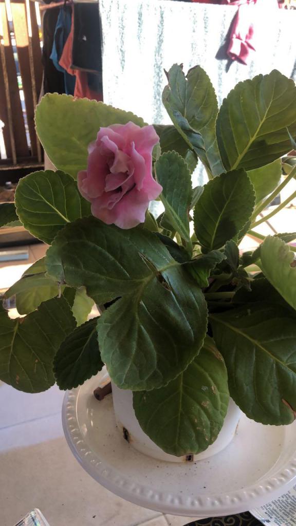 טאיה קוסמטיקס טאיה קוסמטיקס