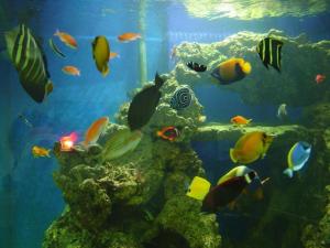 super fish