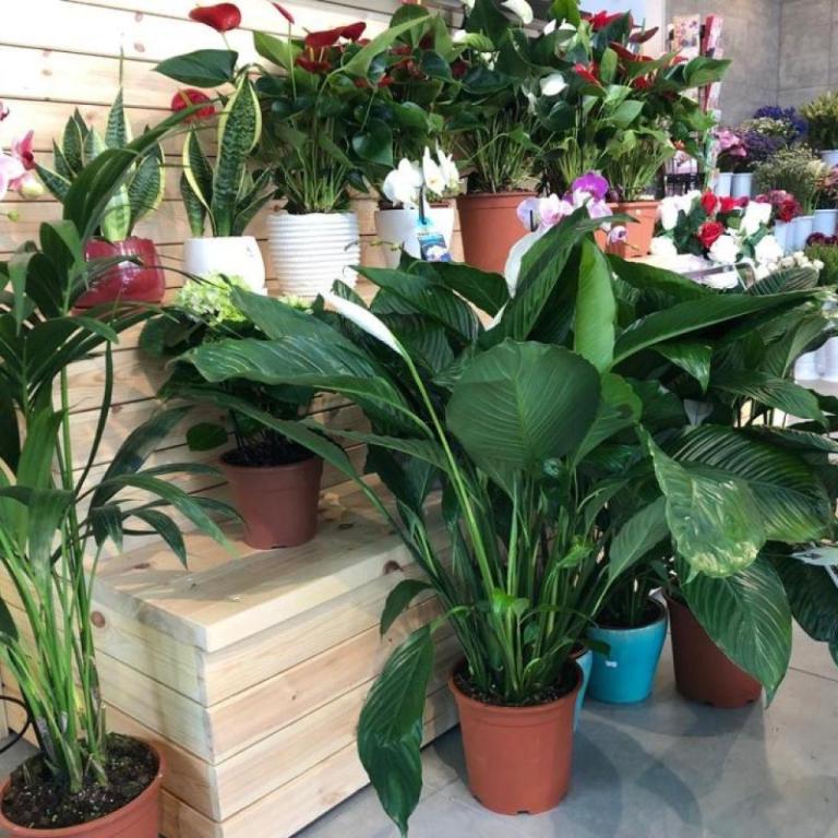 שם הורד שם הורד