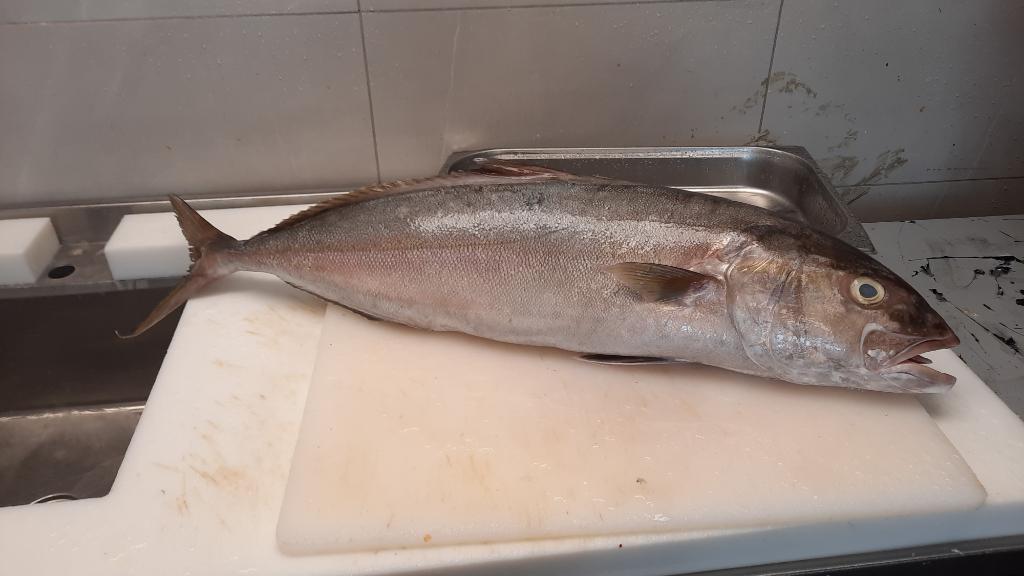 קינג סלמון קינג סלמון