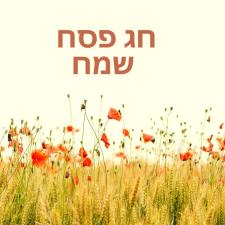 רונית דרשלר עורכת דין