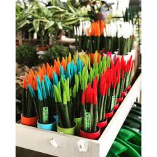 גרדן גן Gardengan