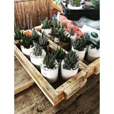 גרדן גן Gardengan