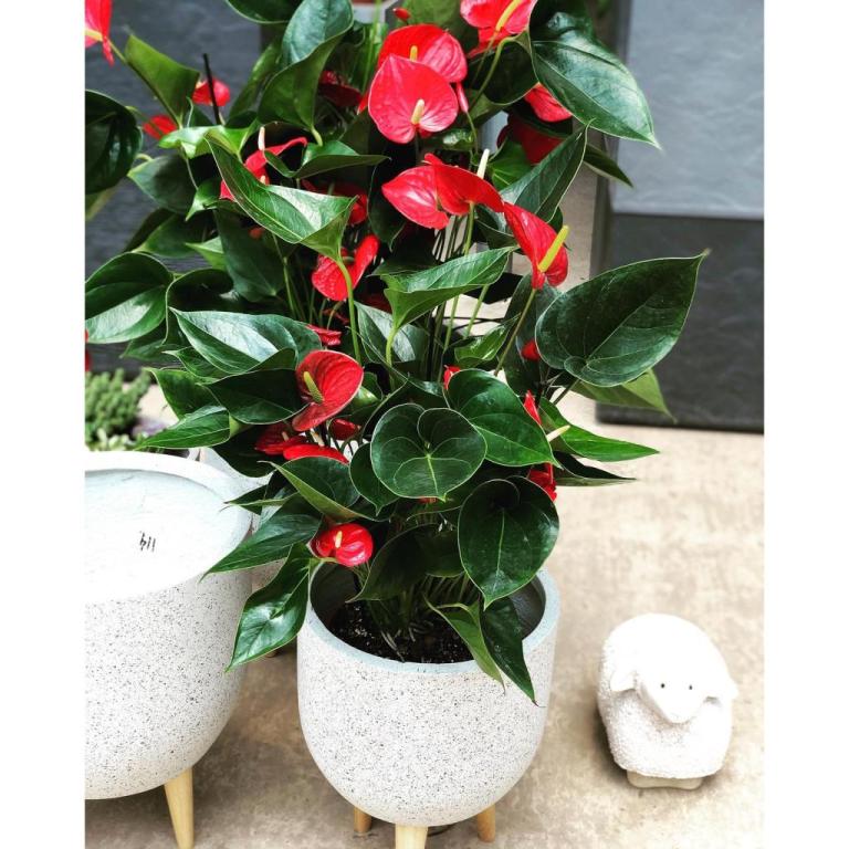 גרדן גן Gardengan גרדן גן Gardengan