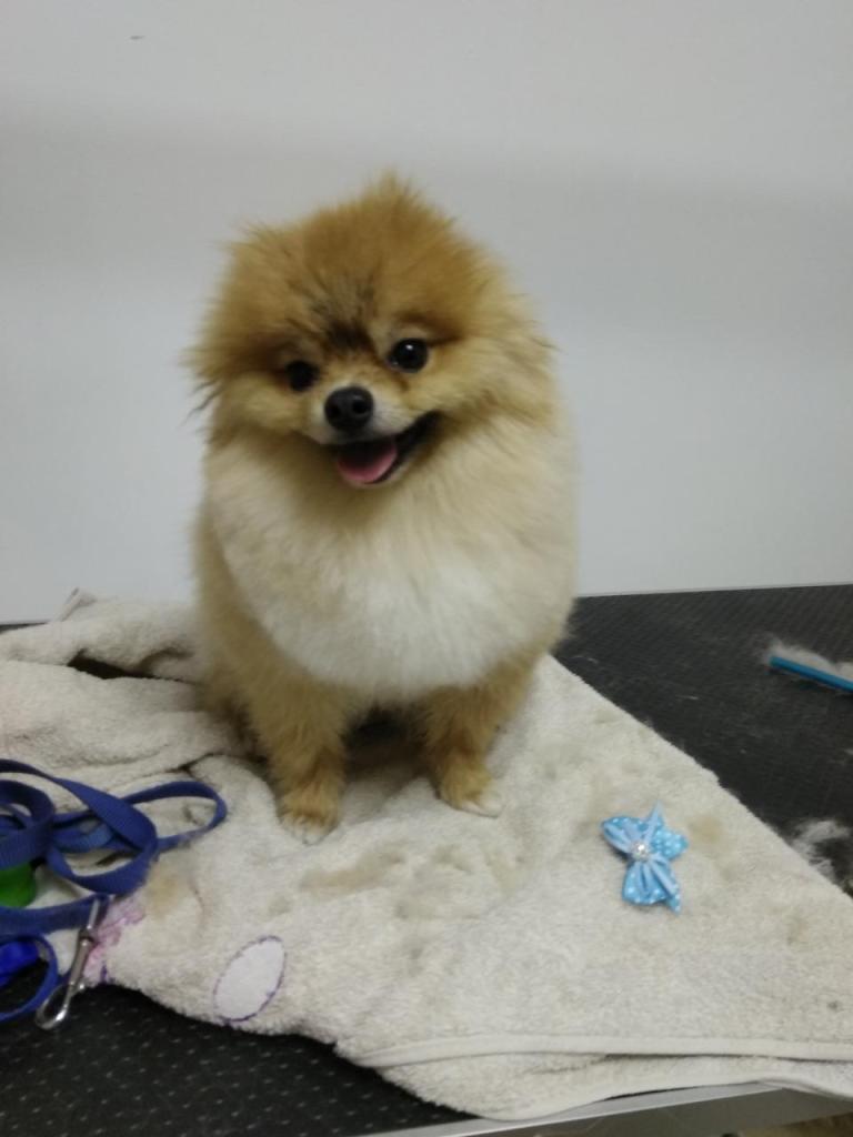 ספארווה ספארווה