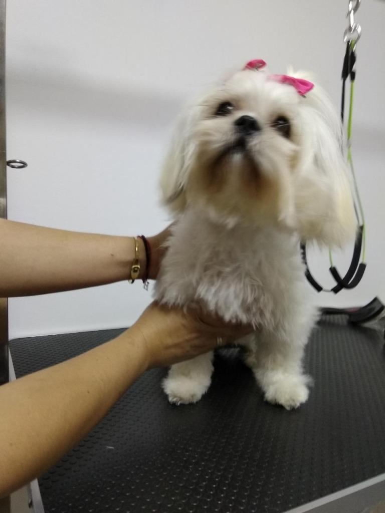 ספארווה ספארווה