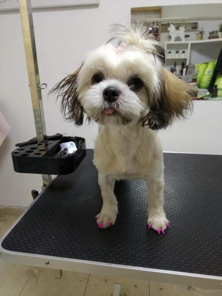 ספארווה ספארווה