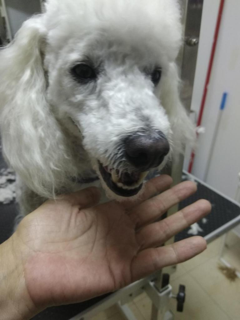 ספארווה ספארווה