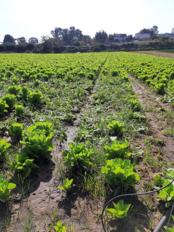 Thai pai food Thai pai food