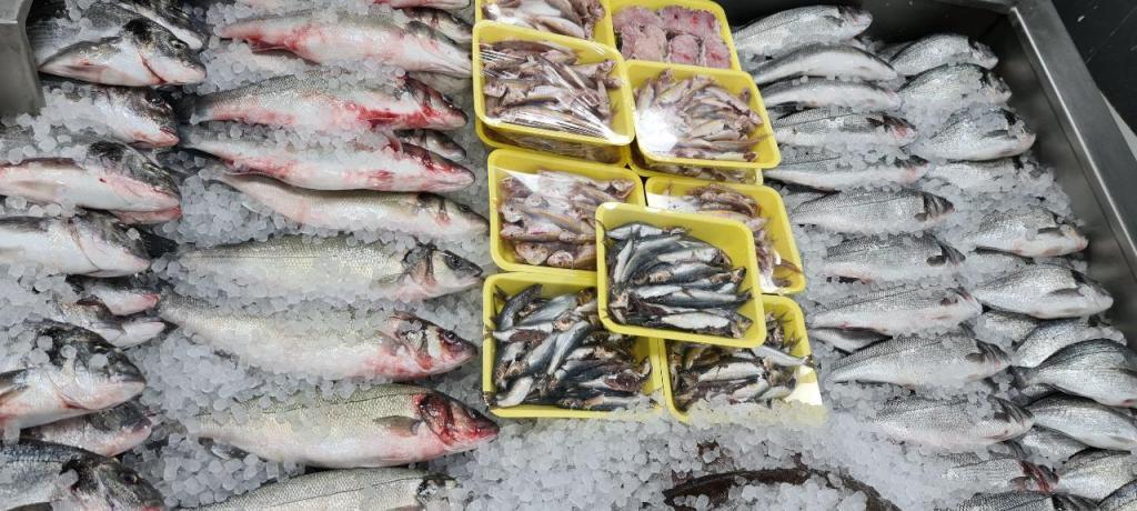 ספיר דגים ספיר דגים