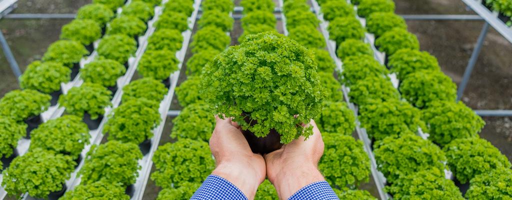 גרושופ חנות יבואנים לגינון ואספקה טכנית גרושופ חנות יבואנים לגינון ואספקה טכנית