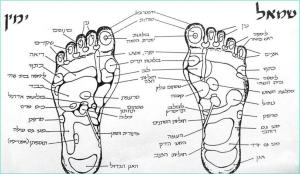 חיים סדרס