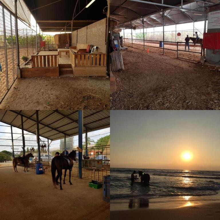 החווה של נוי החווה של נוי