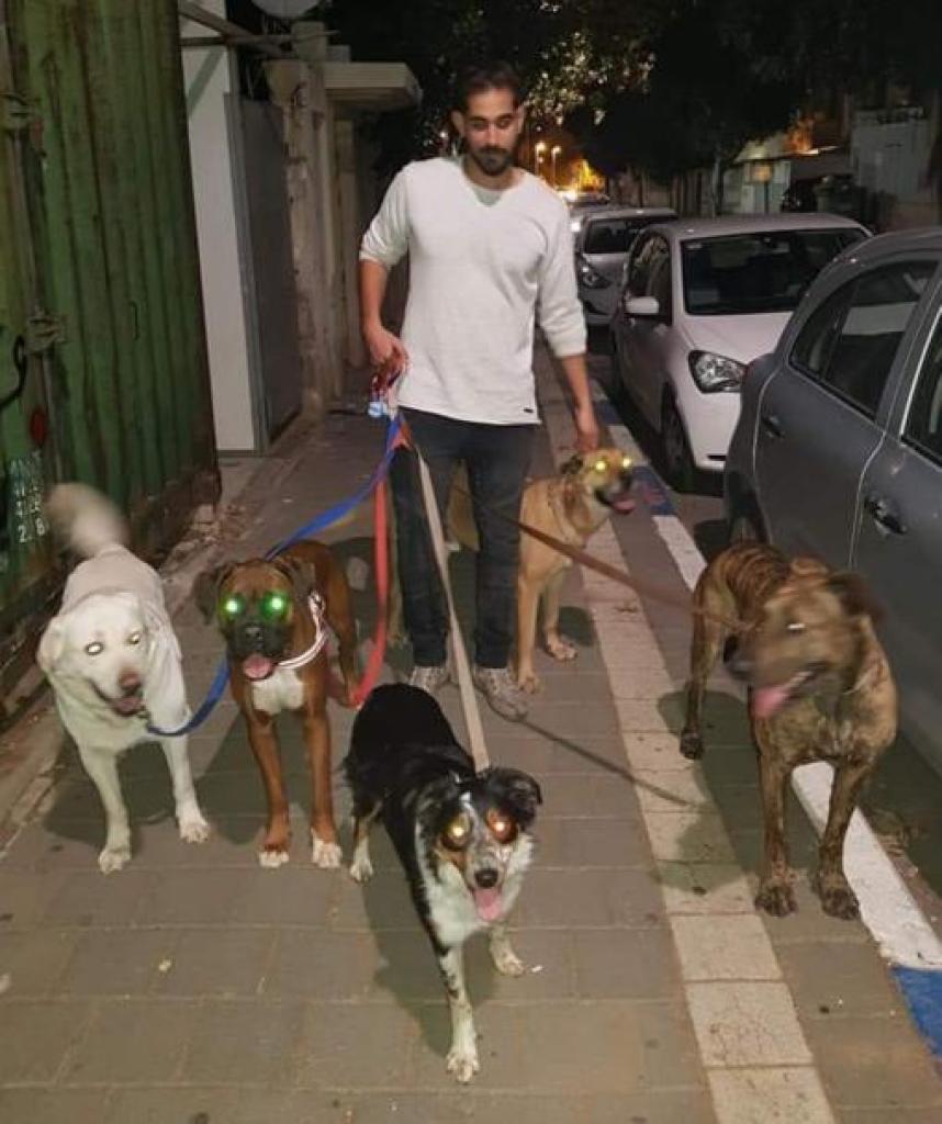 Homiedog אילוף כלבים Homiedog אילוף כלבים