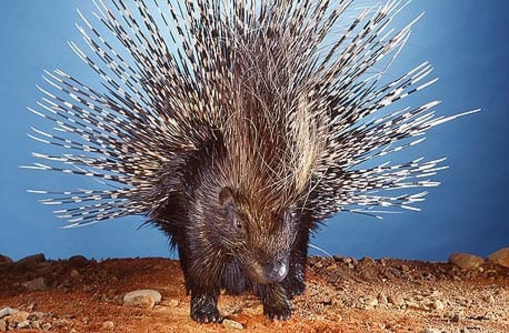 מאיה בורשטיין מאיה בורשטיין