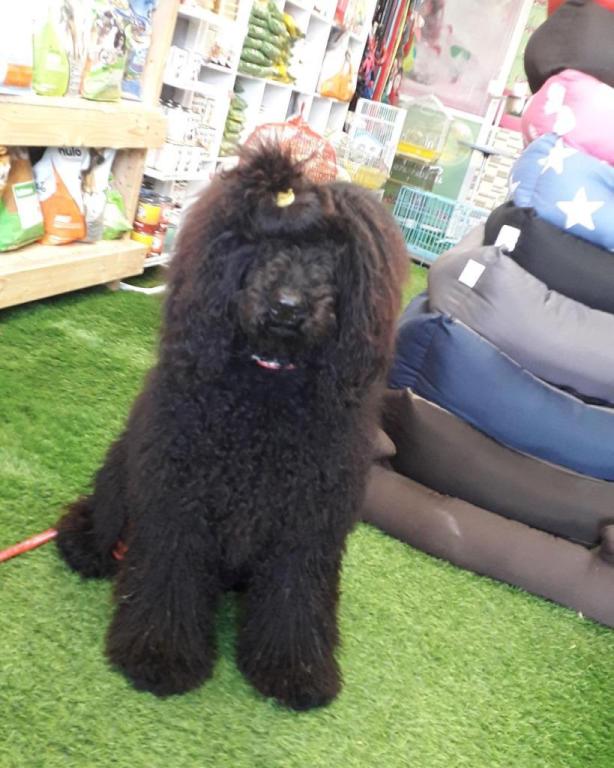 אנימל & ספא אנימל & ספא