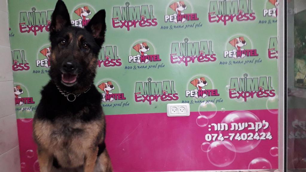 אנימל & ספא אנימל & ספא