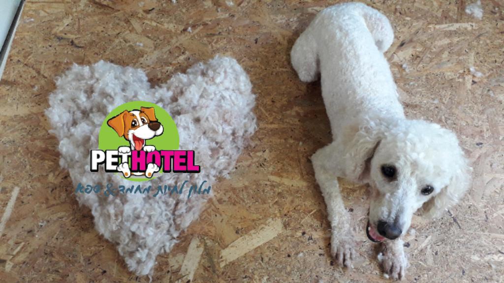 אנימל & ספא אנימל & ספא