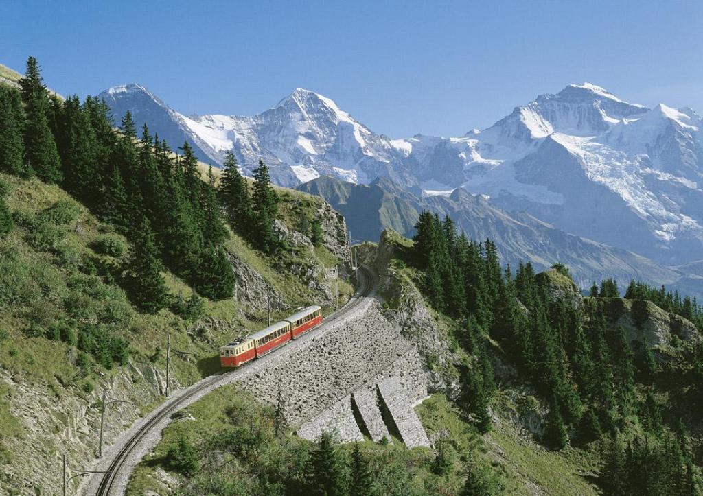 היער השחור היער השחור