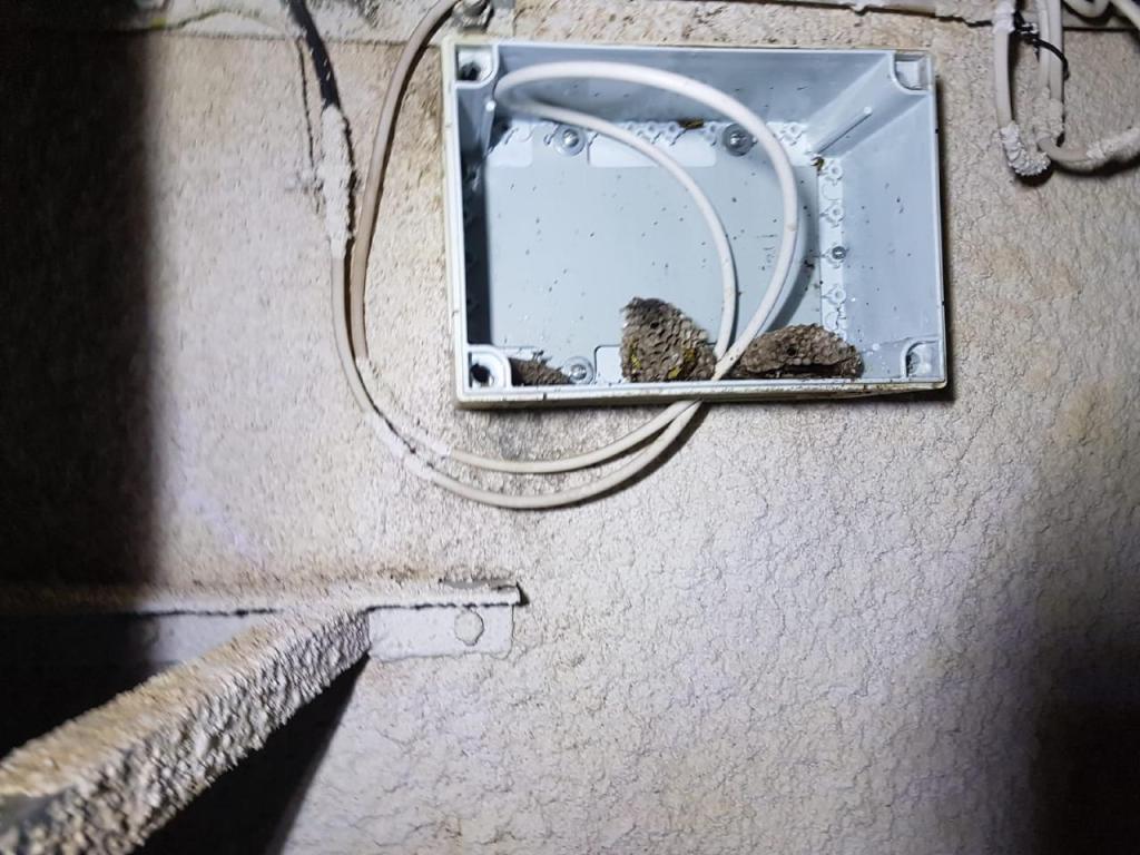 בנדה הדברות בנדה הדברות