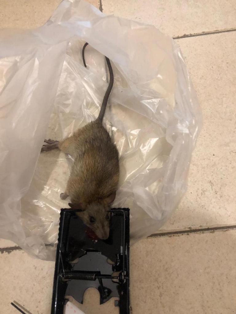 בנדה הדברות בנדה הדברות