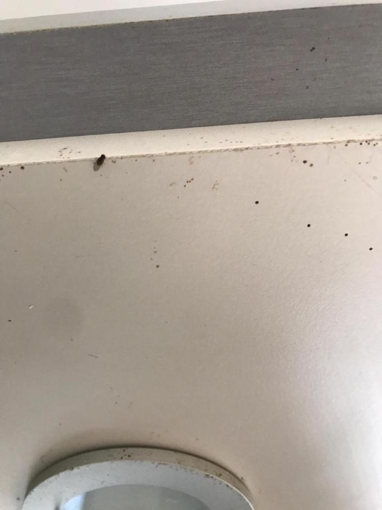 בנדה הדברות בנדה הדברות