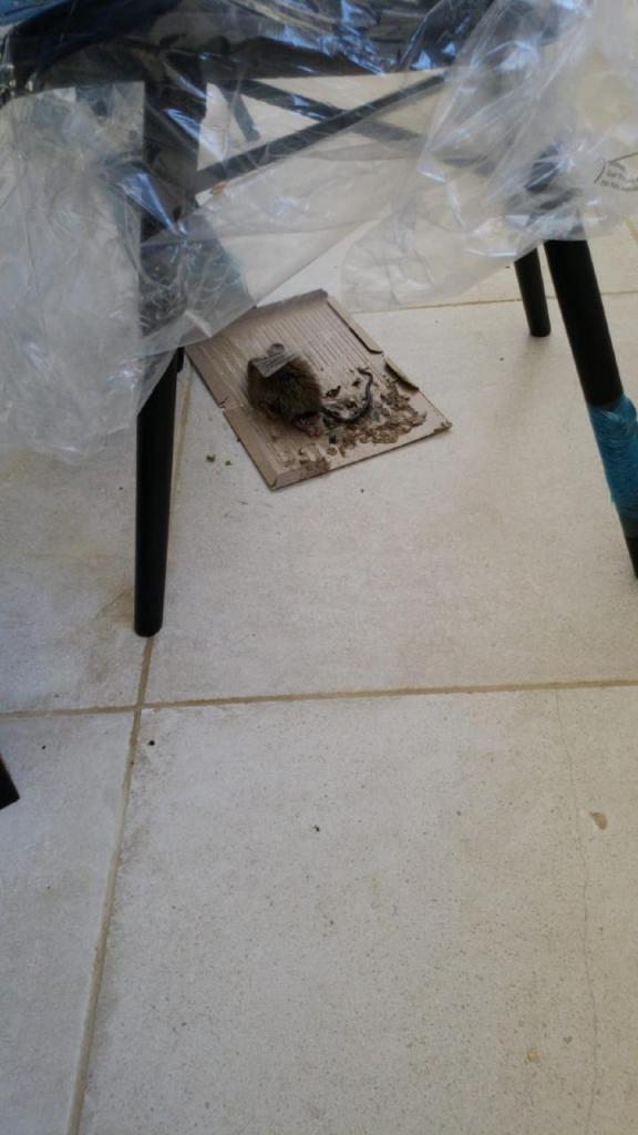 בנדה הדברות בנדה הדברות