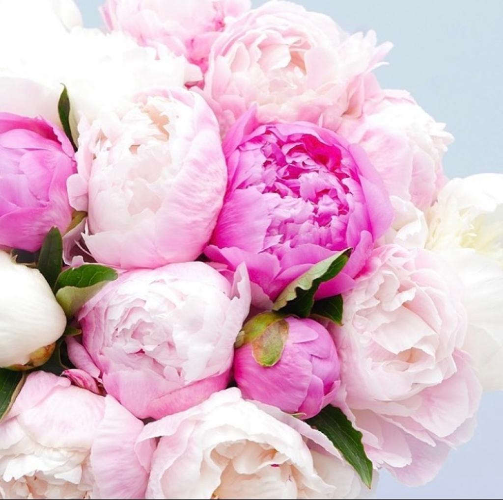 Monceau Fleurs TLV Monceau Fleurs TLV