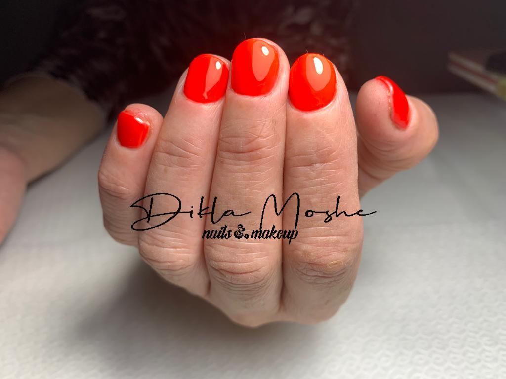 דיקלה משה דיקלה משה